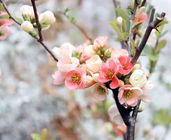 Bandiera Quadrata Con Fiori Mele Cotogne Giapponesi Chaenomeles Japonica Colore — Foto Stock