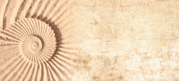 Amonit Kabuklu Eski Bir Taş Süslemenin Ayrıntıları Taş Duvar Dokusu — Stok fotoğraf