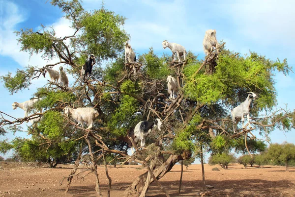 Cena Marroquina Famosa Cabras Árvore Argan Marrocos Norte África — Fotografia de Stock