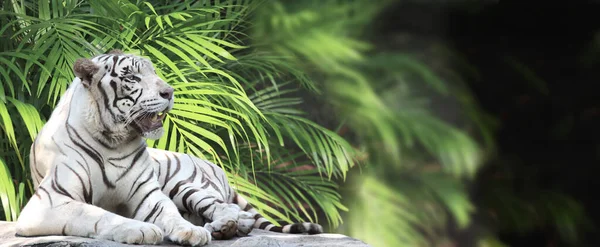 Горизонтальний Банер Пальмовим Листям Лежачий Білий Тигр Чорному Розмитому Фоні — стокове фото