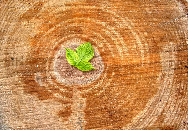 Hayat Kavramının Yeniden Doğuşu Ağaç Kütüğünde Büyüyen Taze Yeşil Yaprak — Stok fotoğraf