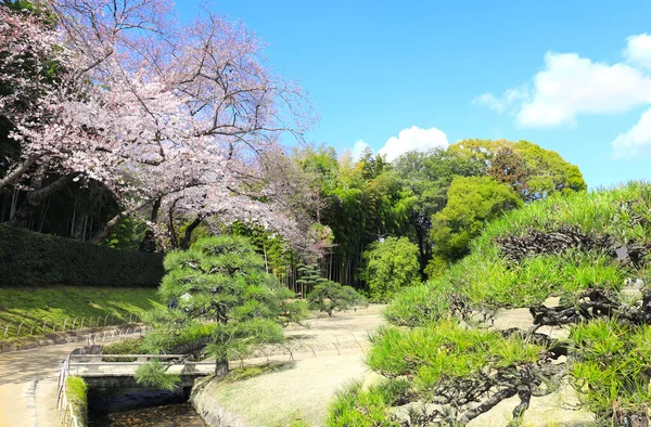 일본의한 사람들은 벚꽃을 즐긴다 일본에서는 벚꽃이 계절이다 오카야마 이시카와 정원에 — 스톡 사진