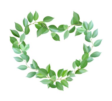 Biyoloji ve ekoloji kavramı. Yeşil yapraklı dallardan yapılmış kalp. Beyaz arkaplanda izole