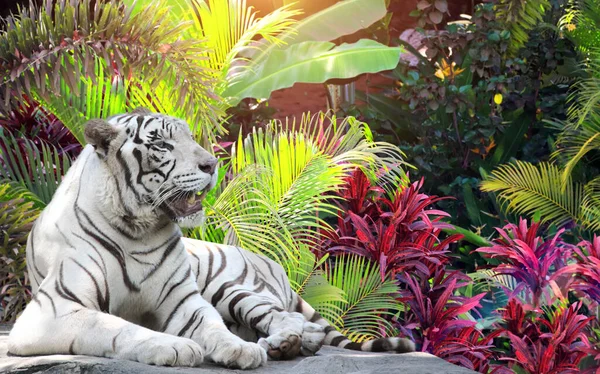 Горизонтальний Банер Пальмою Екзотичні Рослини Листя Лежачий Білий Тигр Сонячному — стокове фото