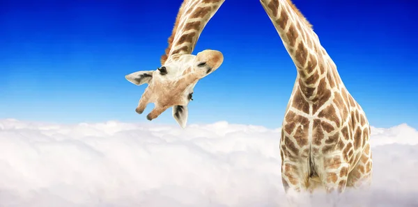Giraffhuvud Som Hänger Upp Och Ner Nyfiken Gute Giraff Kikar — Stockfoto