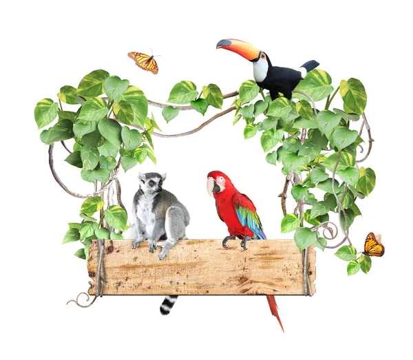 Klingelschwanzmaki Tukan Ara Papagei Und Altes Holzbrett Dschungel Holzschild Mit — Stockfoto