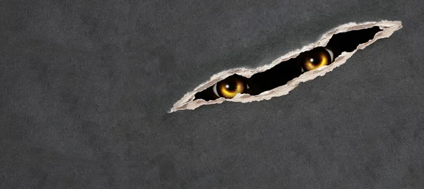 Horizontal Halloween Background Look Darkness Yellow Eye Monster Looks Hole — Stock Photo, Image