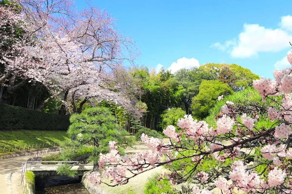 일본의한 사람들은 벚꽃을 즐긴다 일본에서는 벚꽃이 계절이다 오카야마 이시카와 정원에 — 스톡 사진