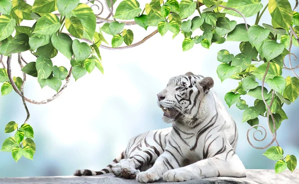 Горизонтальний Банер Екзотичними Гілками Ліани Тропічним Листям Лежачим Білим Тигром — стокове фото