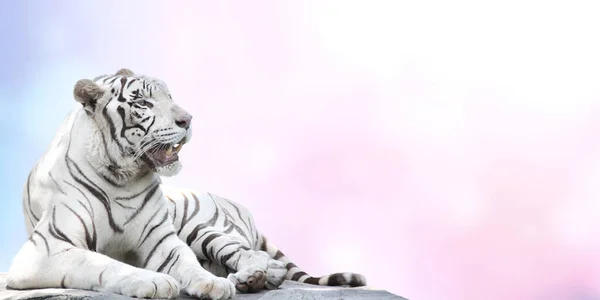 Happy Chinese New Year Greeting Card 2022 Cute White Tiger — Stock Photo, Image