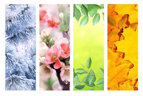 Four Seasons Year Set Vertical Nature Banners Winter Spring Summer — Stock Photo, Image