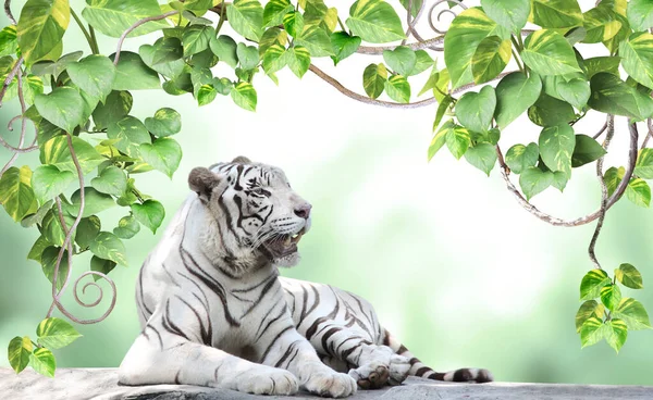 Horizontal Banner Exotical Liana Branches Tropical Leaves Lying White Tiger — Stock Photo, Image