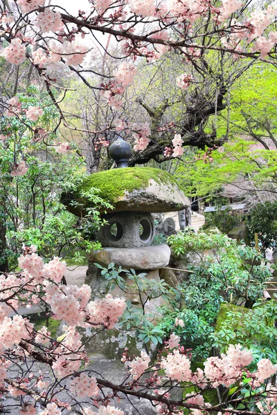 Cereja Florescendo Temporada Japão Lâmpada Pedra Velha Ramos Sakura Florescendo — Fotografia de Stock