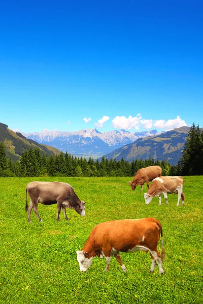 Quatro Vacas Pastando Prado Montanha Nas Montanhas Dos Alpes Tirol — Fotografia de Stock