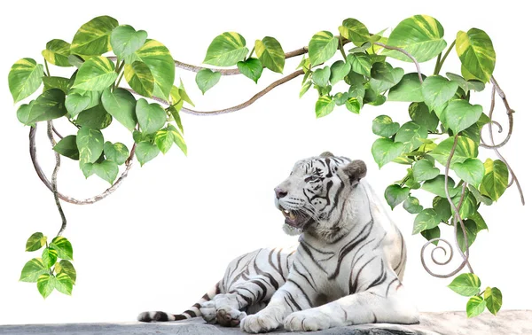 Горизонтальное Знамя Экзотическими Ветвями Лианы Тропическими Листьями Лежащим Белым Тигром — стоковое фото