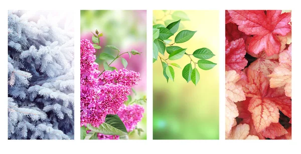 Cuatro Estaciones Del Año Conjunto Pancartas Verticales Naturaleza Con Escenas —  Fotos de Stock