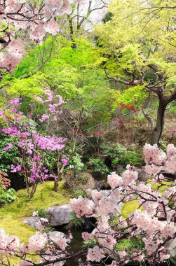 Hasedera (Hase-dera) tapınağındaki dekoratif bahçe, Kamakura, Japonya. Çiçek açan sakura mevsimi