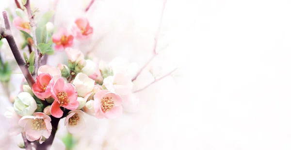 Horizontales Banner Mit Japanischen Quittenblüten Chaenomeles Japonica Von Rosa Farbe — Stockfoto