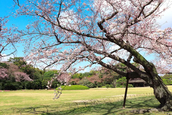 岡山県小石川後楽園の桜の開花 — ストック写真
