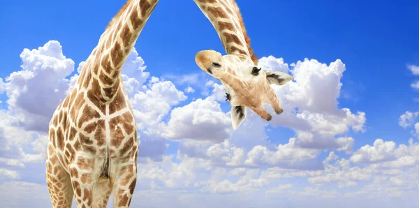 Giraffe Face Head Hanging Upside Curious Gute Giraffe Peeks Clouds — Stock Photo, Image