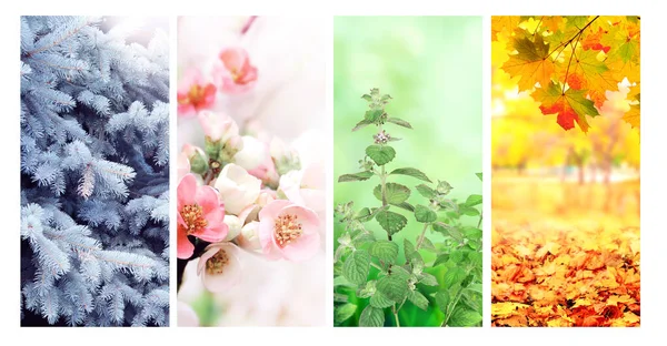 Four Seasons Year Set Vertical Nature Banners Winter Spring Summer — Stock Photo, Image