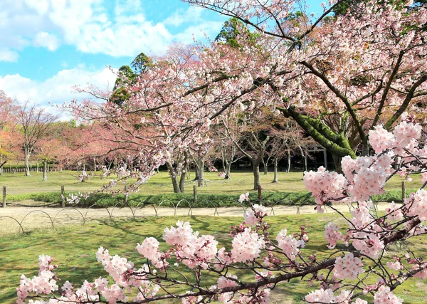 Ανθισμένη Σακούρα Στον Κήπο Koishikawa Korakuen Okayama Ιαπωνία — Φωτογραφία Αρχείου