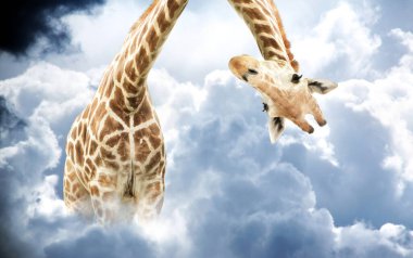 Zürafa suratlı baş aşağı duruyor. Meraklı şirin zürafa fırtınalı kümülonimbus 'tan dikizliyor. Bulutlardan çıkan devasa zürafa sahnesi.