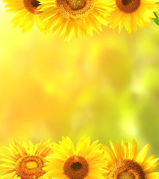 Telaio con girasoli giallo brillante — Foto Stock