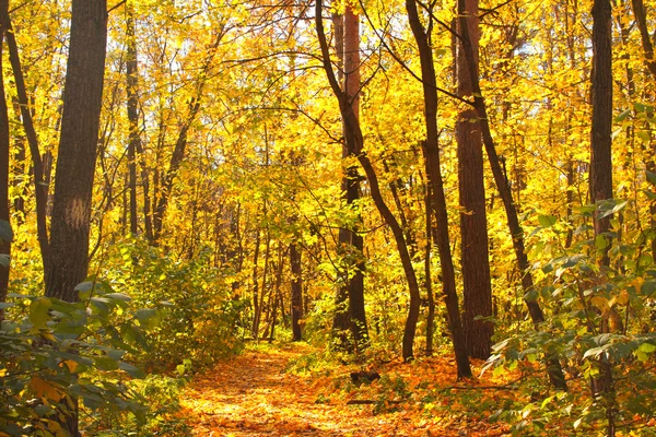 Höst skog — Stockfoto