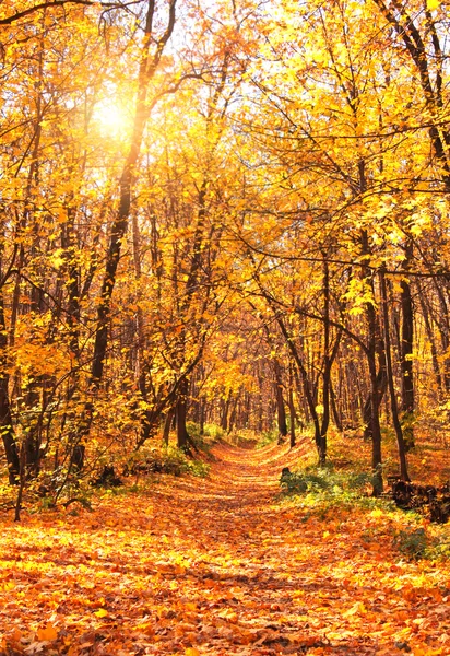 Sonbahar ormanı — Stok fotoğraf