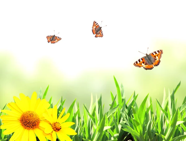 Grama verde e borboletas — Fotografia de Stock