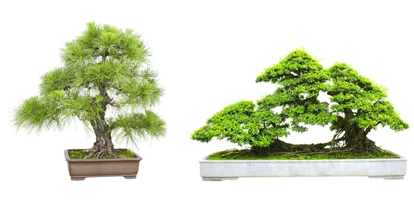 Uppsättning av bonsai — Stockfoto