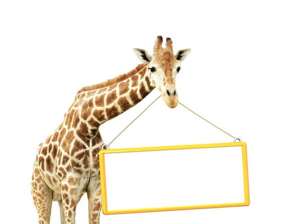 Жираф с вывеской — стоковое фото
