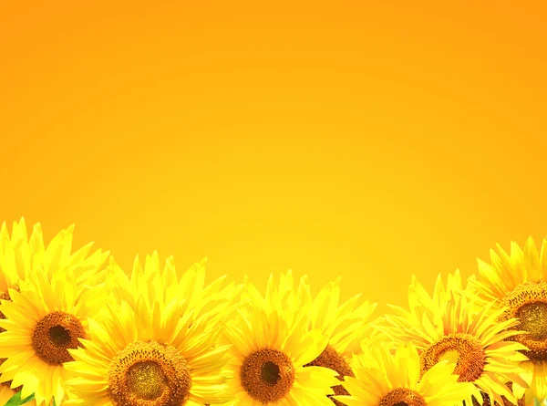 Border with sunflowers — Stock Photo, Image