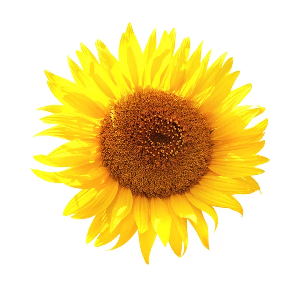 Girasole — Foto Stock