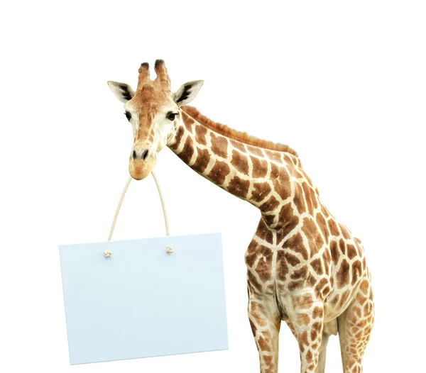 Giraffe with signboard — Stock Photo, Image