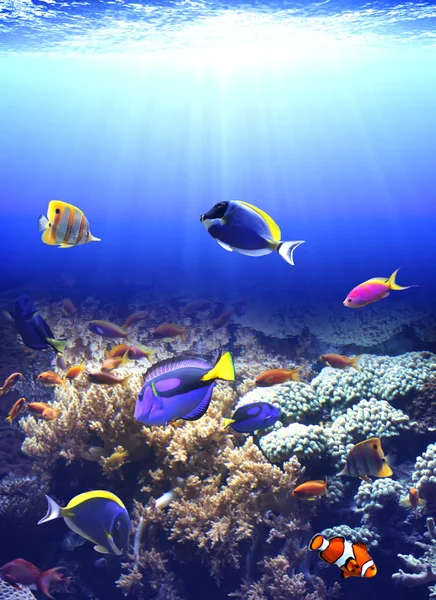Podvodní scény s tropické ryby — Stock fotografie