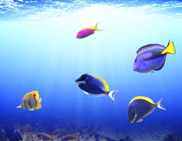 Underwater scene with tropical fish — Stock Photo, Image
