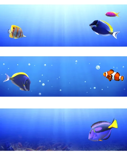 Set of banners with tropical fish — Stock Photo, Image