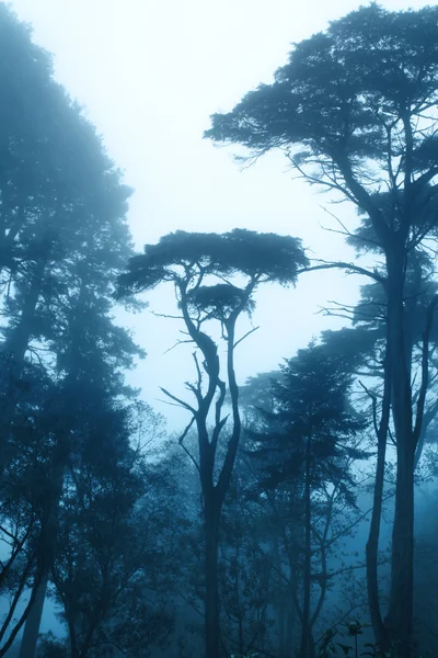 Туман у лісі — стокове фото