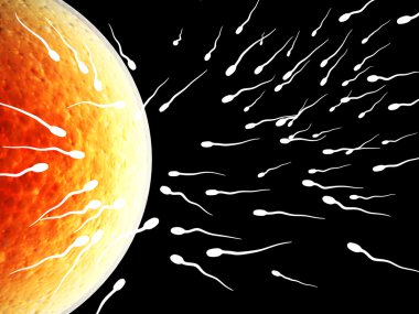 spermatozoons, ovule için yüzer