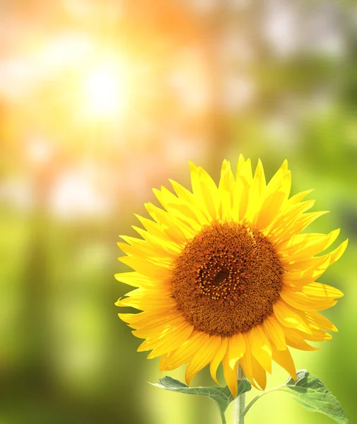 Яскраві жовті соняшника — стокове фото