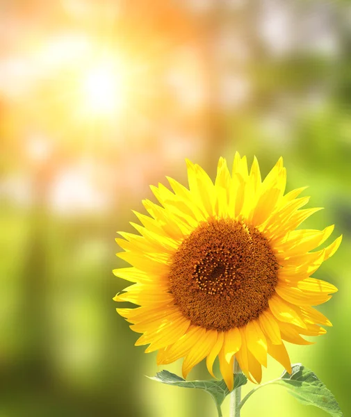 Bright yellow sunflower — Stock Photo, Image