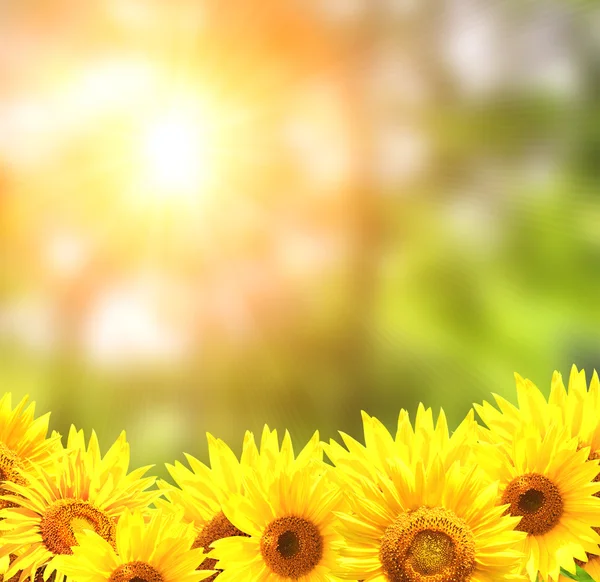 Bright yellow sunflowers — Stock Photo, Image