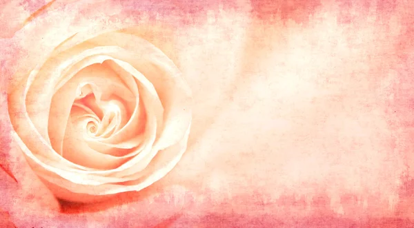 Banner with pink rose — Stock Photo, Image