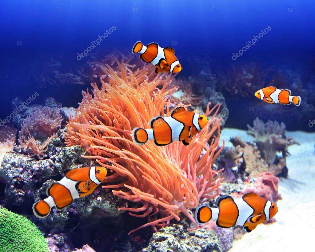Pez payaso (Amphiprion ocellaris) en el Foto de stock 2568986937 |  Shutterstock, image size:1024x819