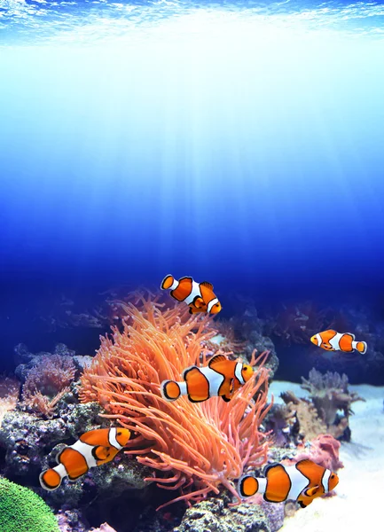 Seeanemone und Clownfische — Stockfoto