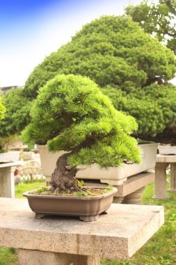 Bonsai için mütevazi yöneticinin bahçede, Suzhou, Çin