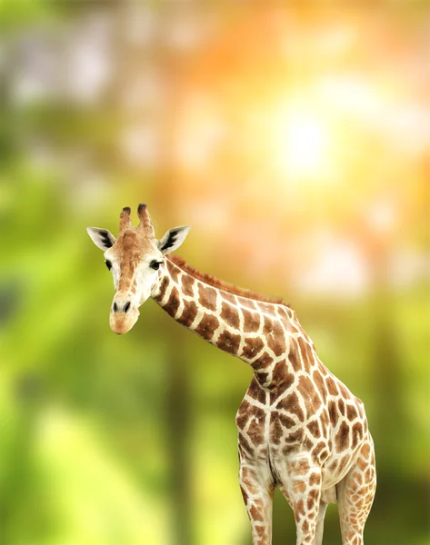 Giraffe — Stock Photo, Image