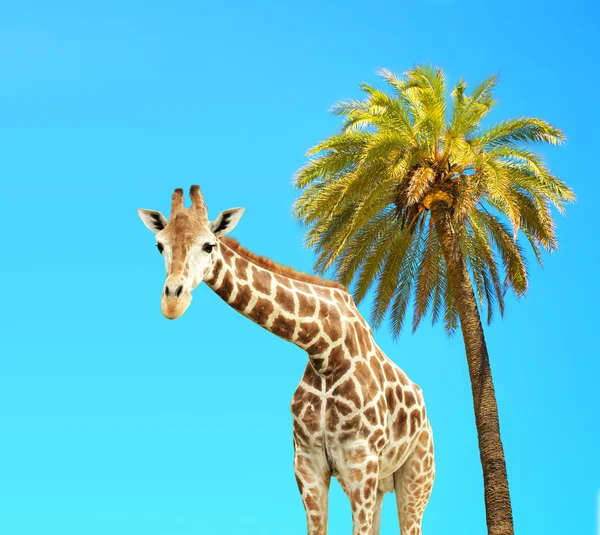Coconut palm and giraffe — Stock Photo, Image